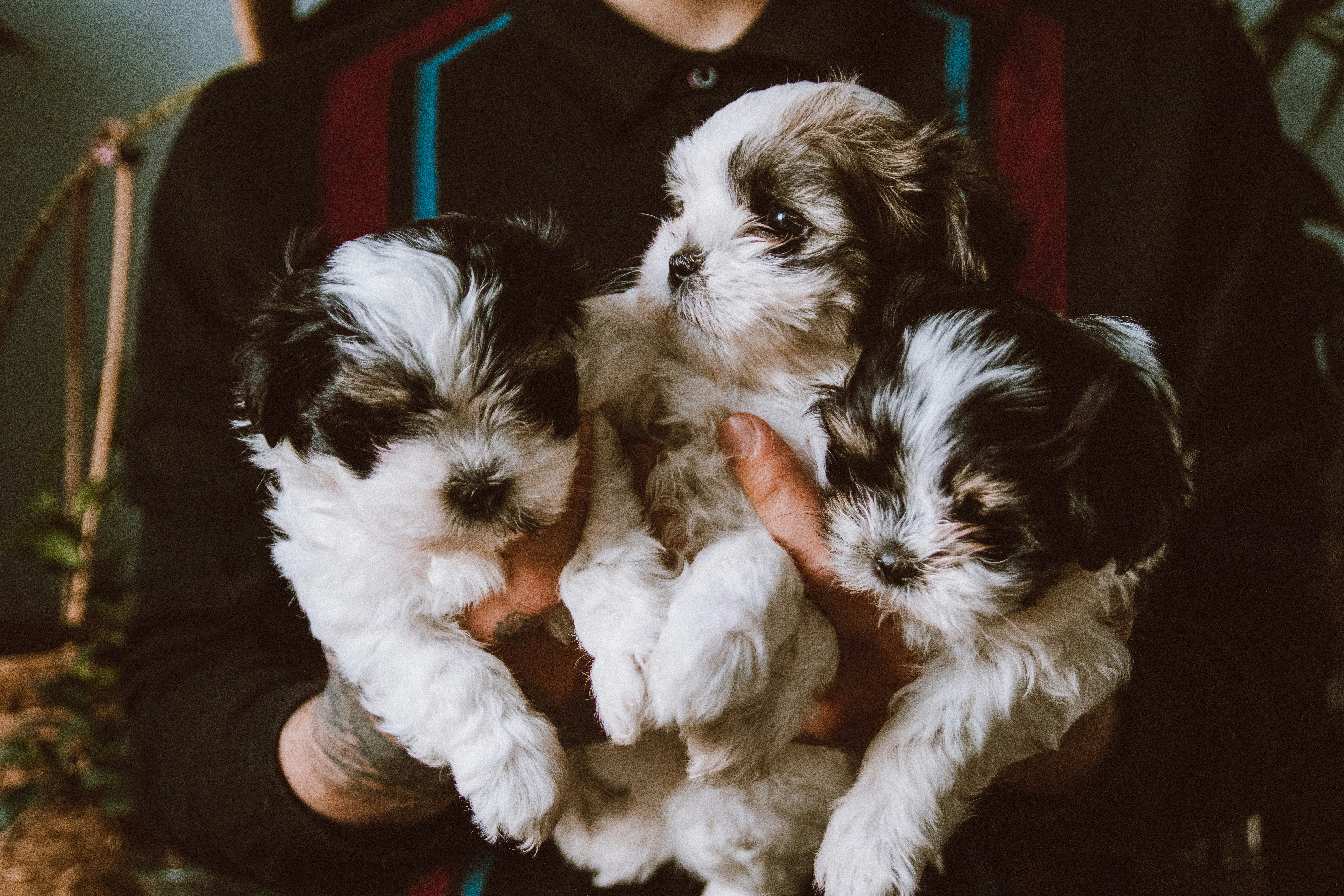 three adorable puppies held by a man