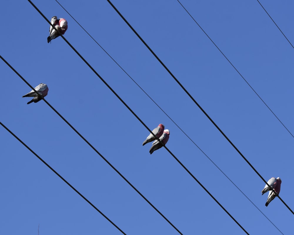 a group of birds on a wire