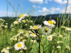 a field of white and yellow flowers