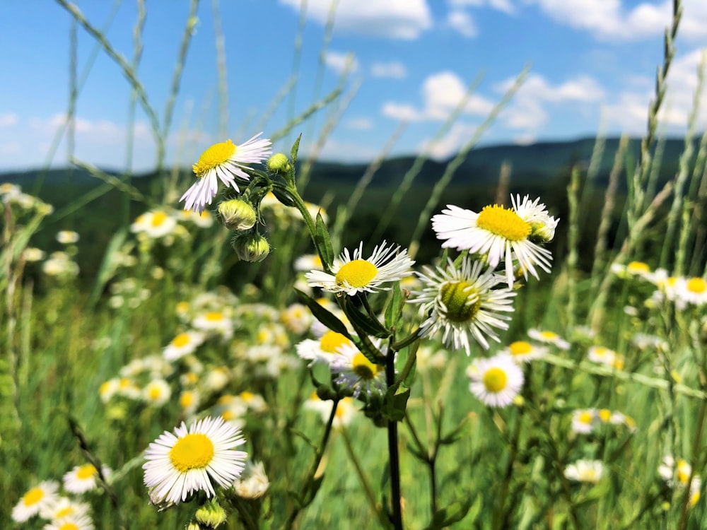 a field of white and yellow flowers