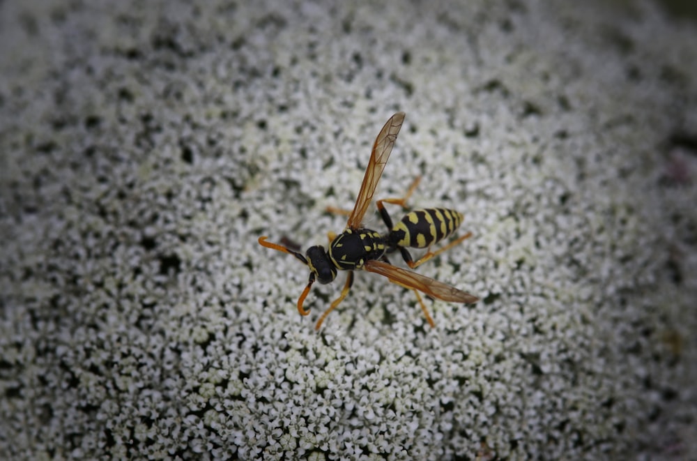 a yellow and black spider