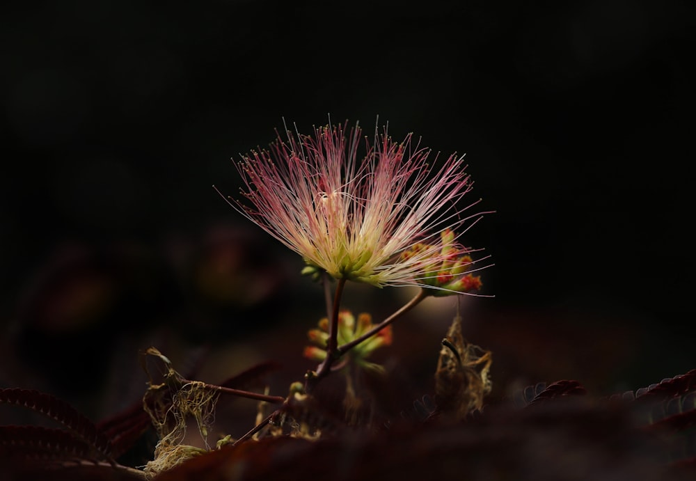 a close up of a flower