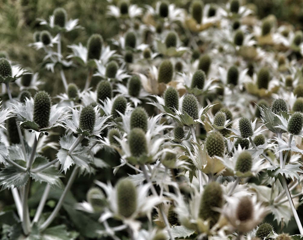 a close up of a plant