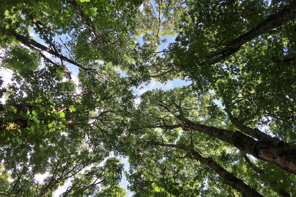 looking up at trees and sky