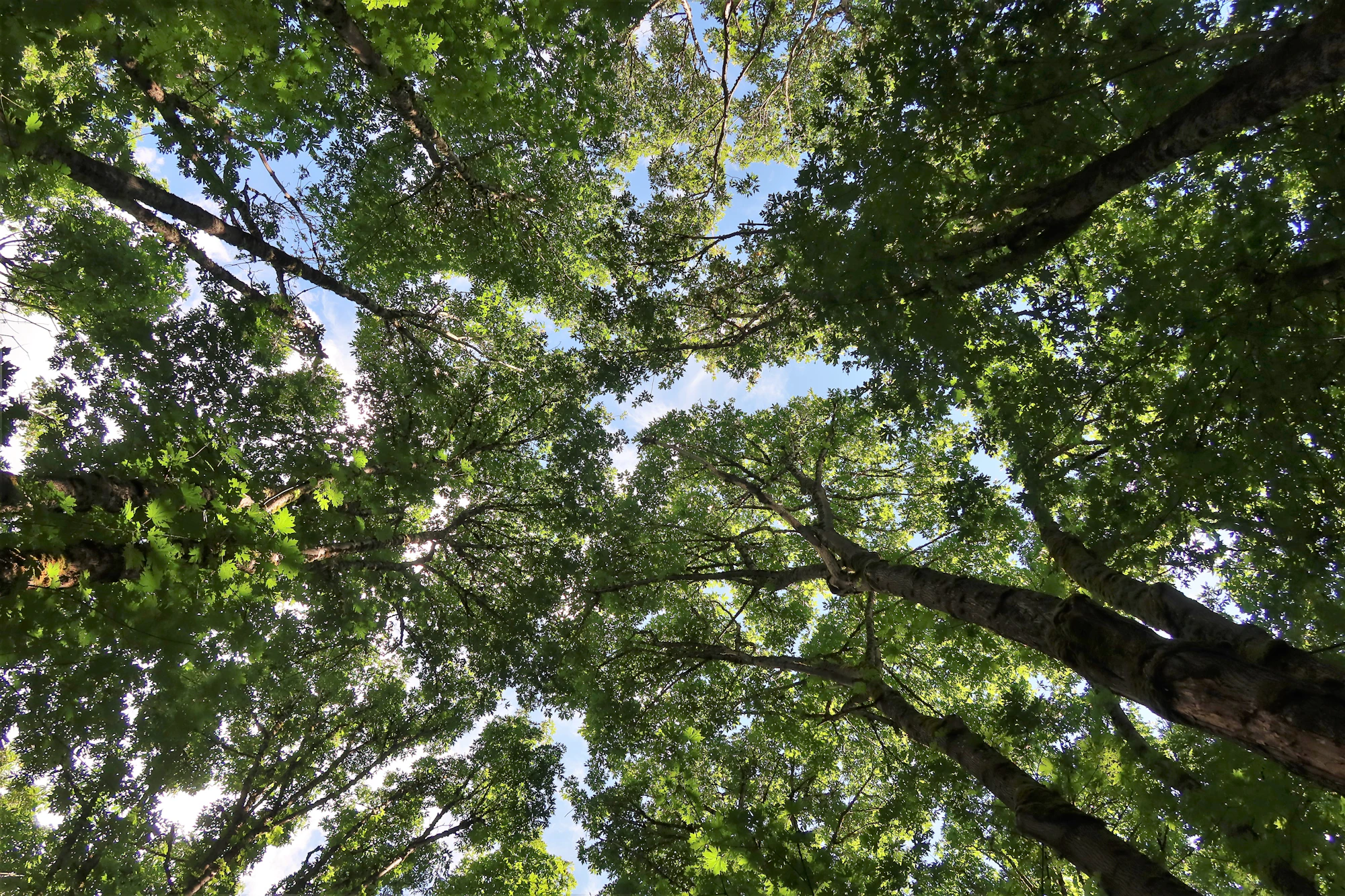 Looking up at a forest canopy