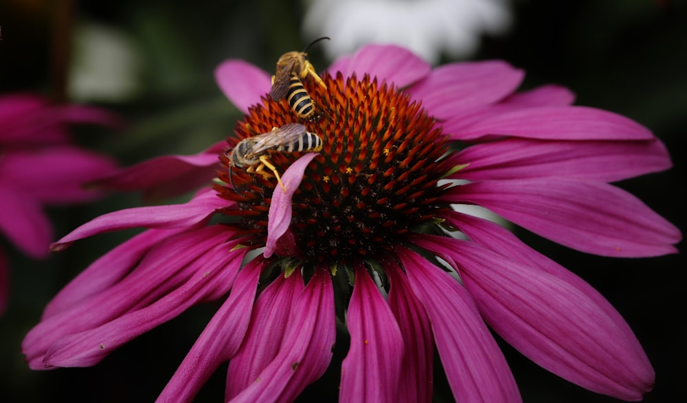 a bee on a flower