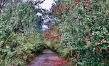 A serene pathway surrounded by flowering shrubs and trees.