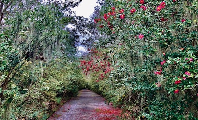 A serene pathway surrounded by flowering shrubs and trees.