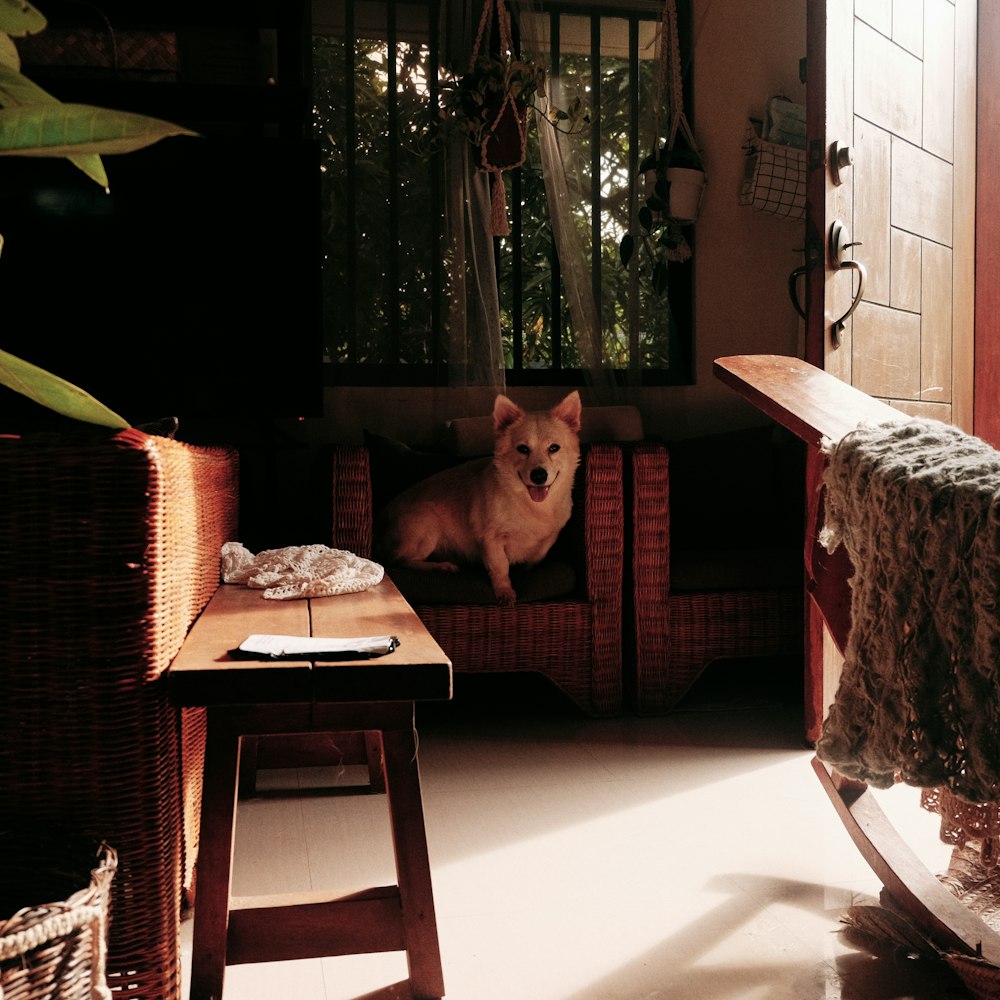 a dog sitting on a chair