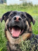 A close-up of a dog's joyful expression in a grassy field.