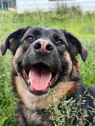 A happy dog playing in a lush green garden surrounded by white fences under a sunny sky.
