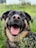 A happy dog enjoying its meal.