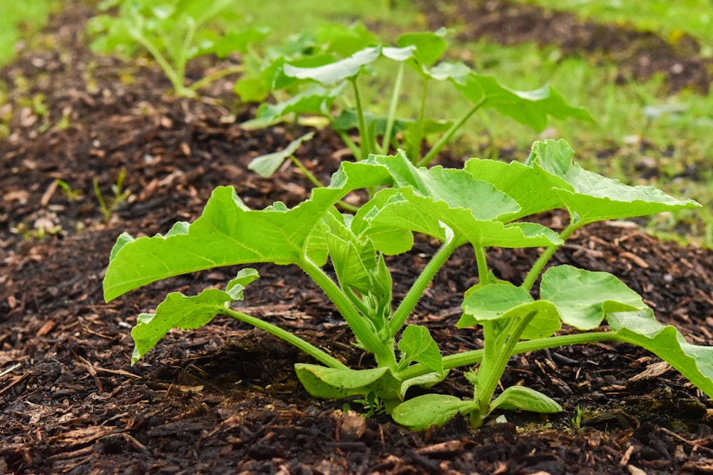 a plant growing in the dirt