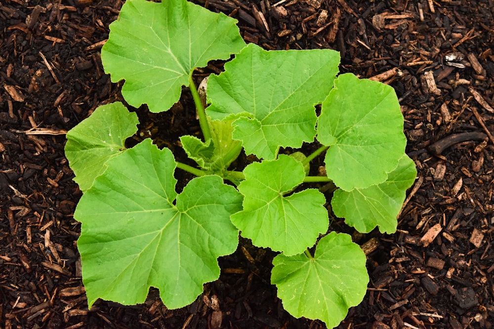 a green leafy plant