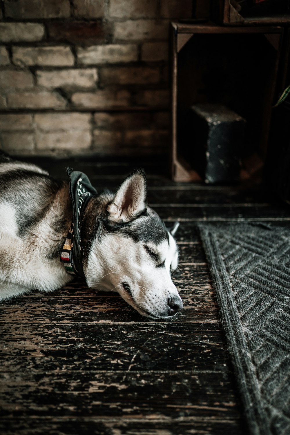 Ein Hund liegt auf einem Holzboden