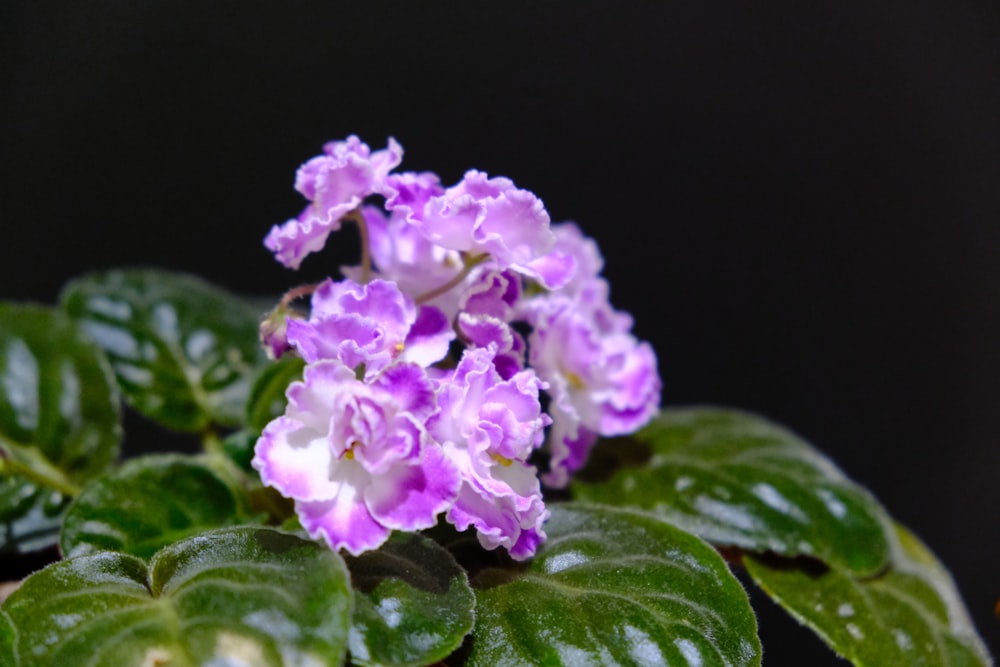 a close up of a flower