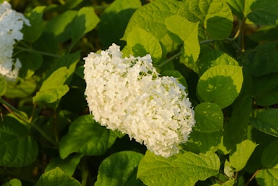 A beautiful hydrangea bush in a sunny setting.