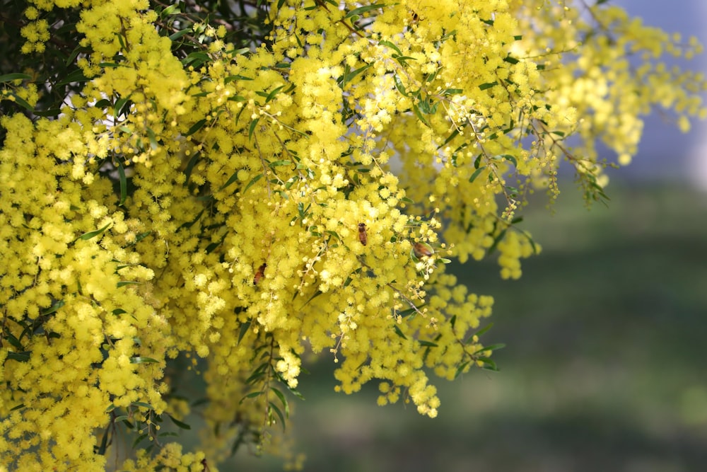 a close-up of a tree