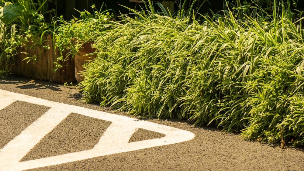 a sidewalk with plants and a tile floor