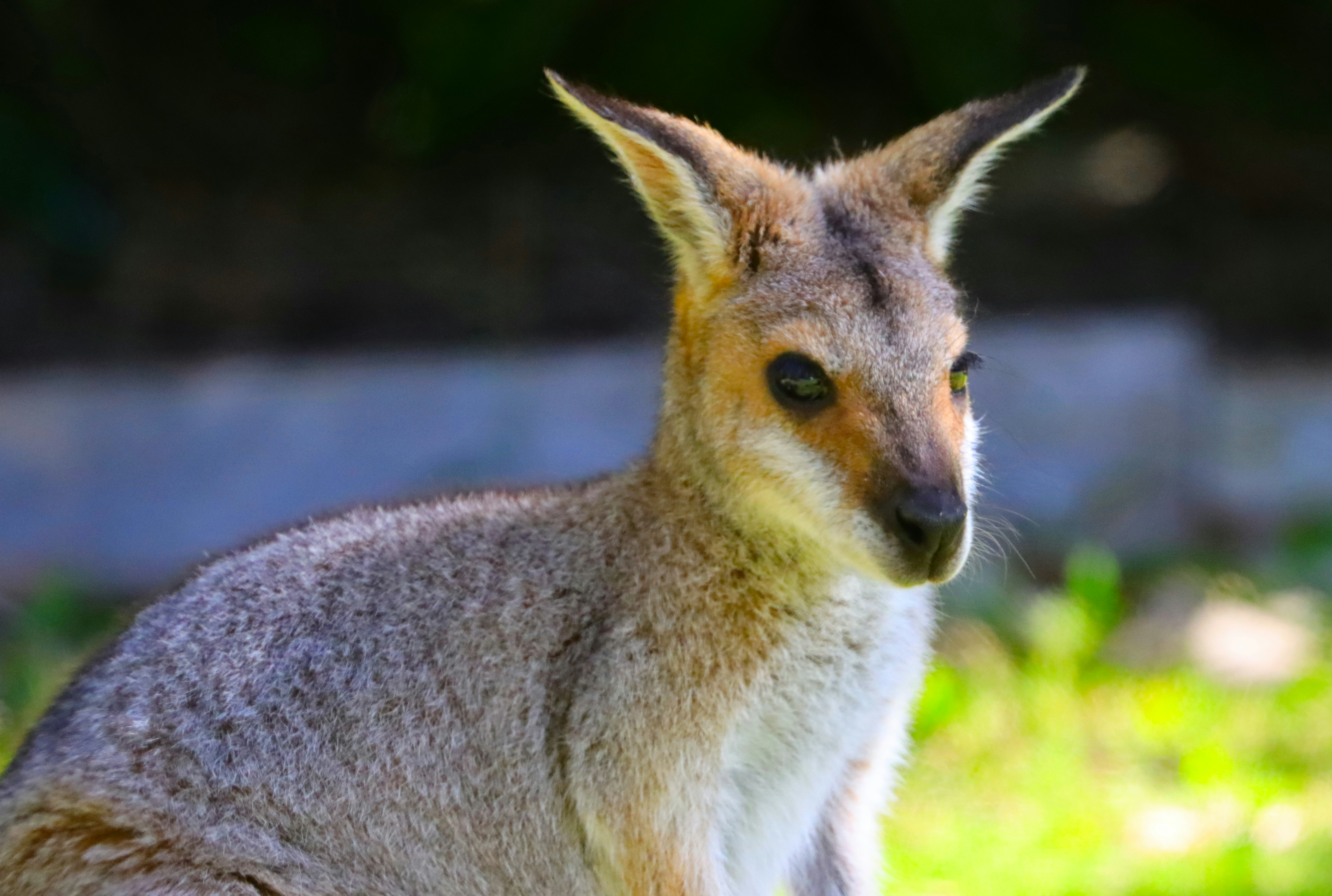 에버랜드 크리스마스 환타지 : 네이버 블로그, image size:3000x2018