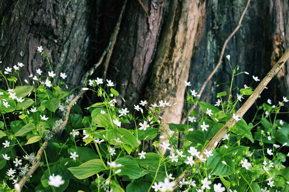 a group of flowers in a forest