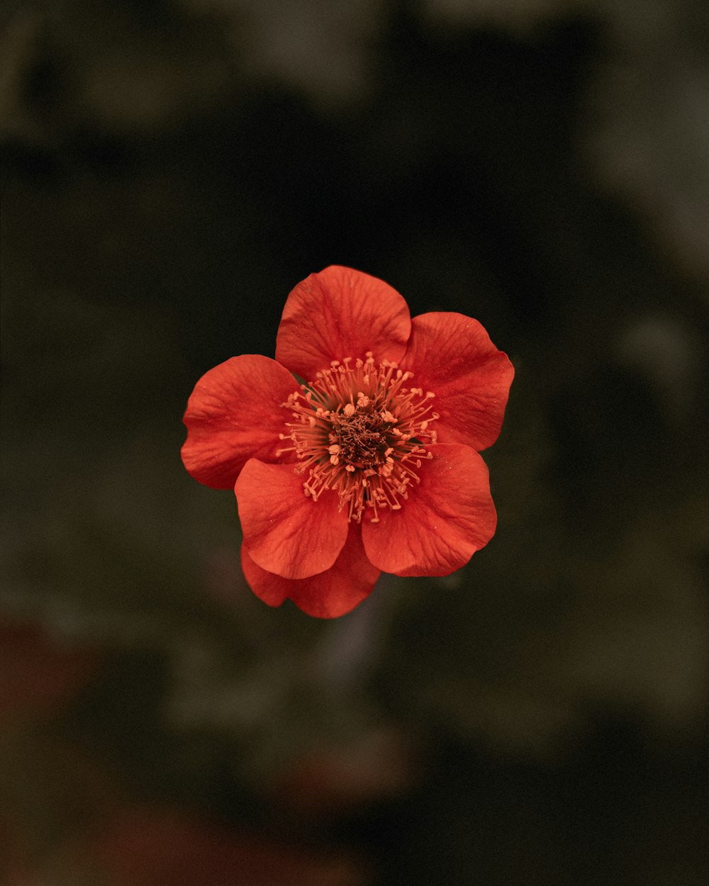 a red flower with a black background