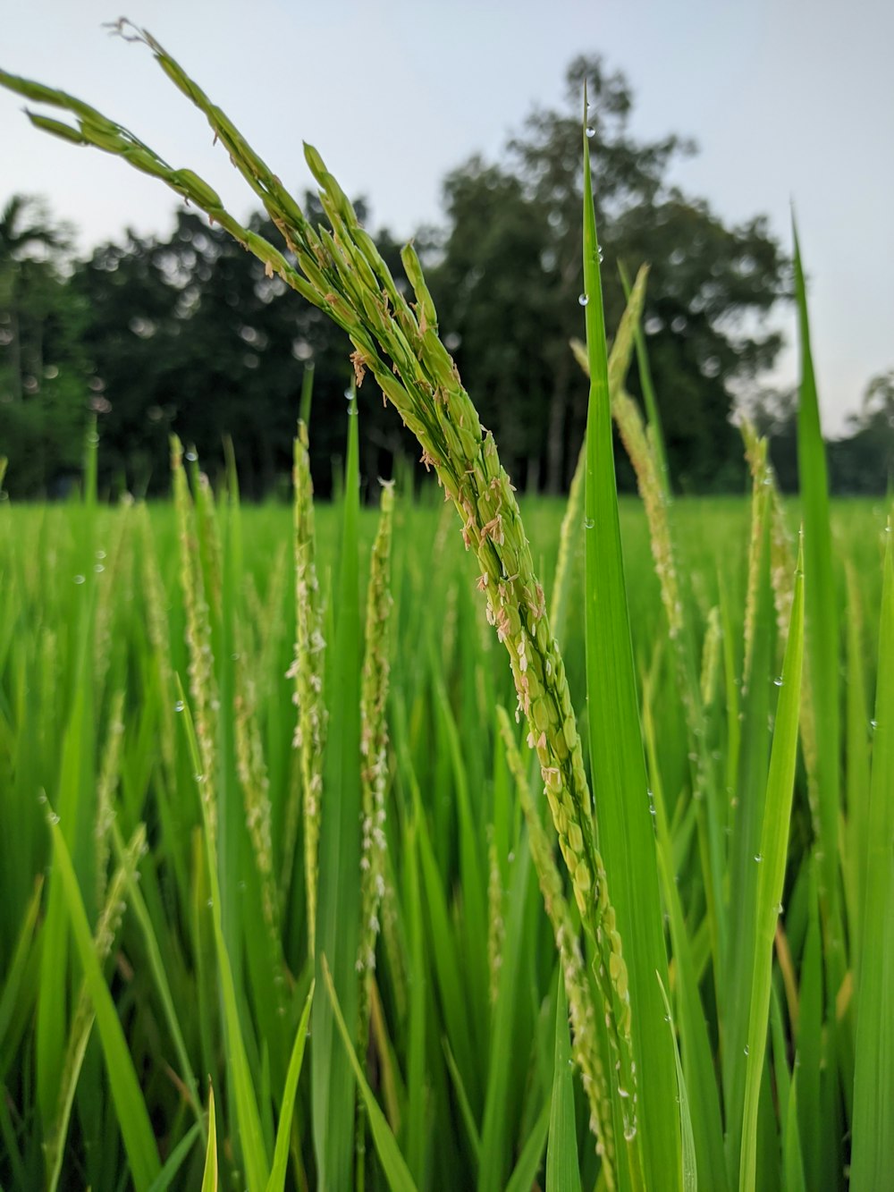 a close-up of a wheat field