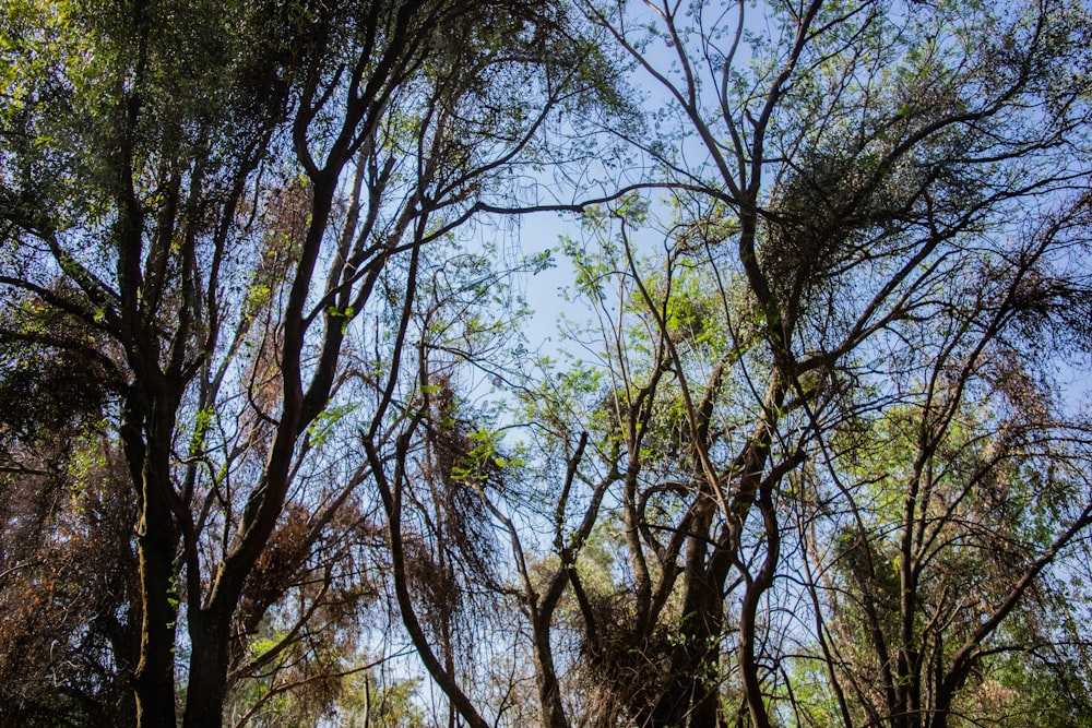 un groupe d’arbres