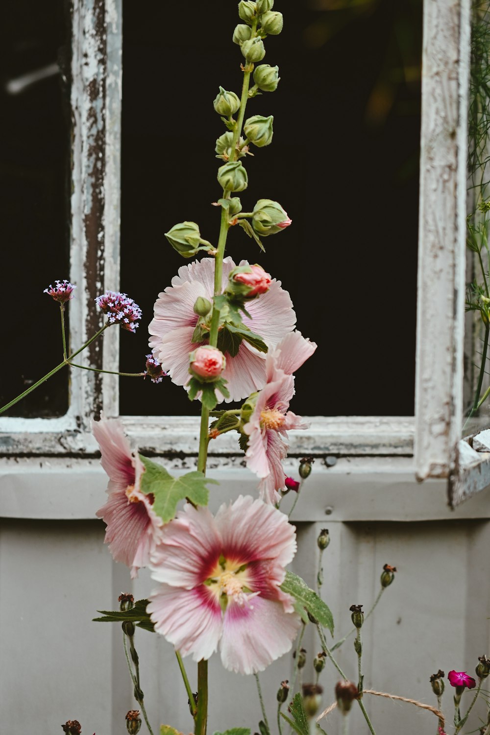 a group of flowers