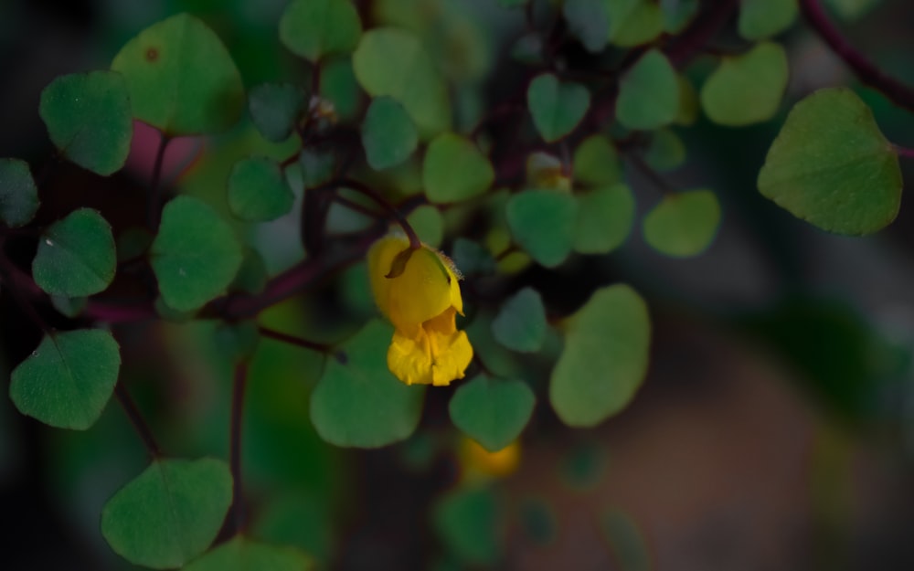 a yellow flower on a plant