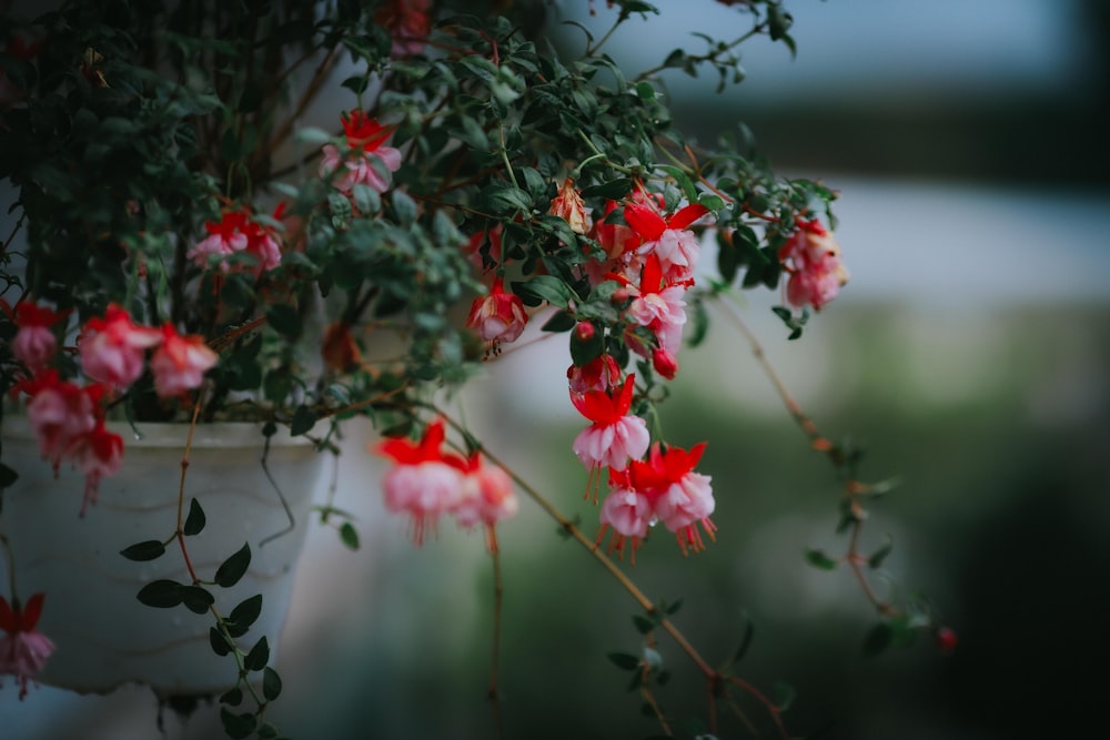 a close up of some flowers