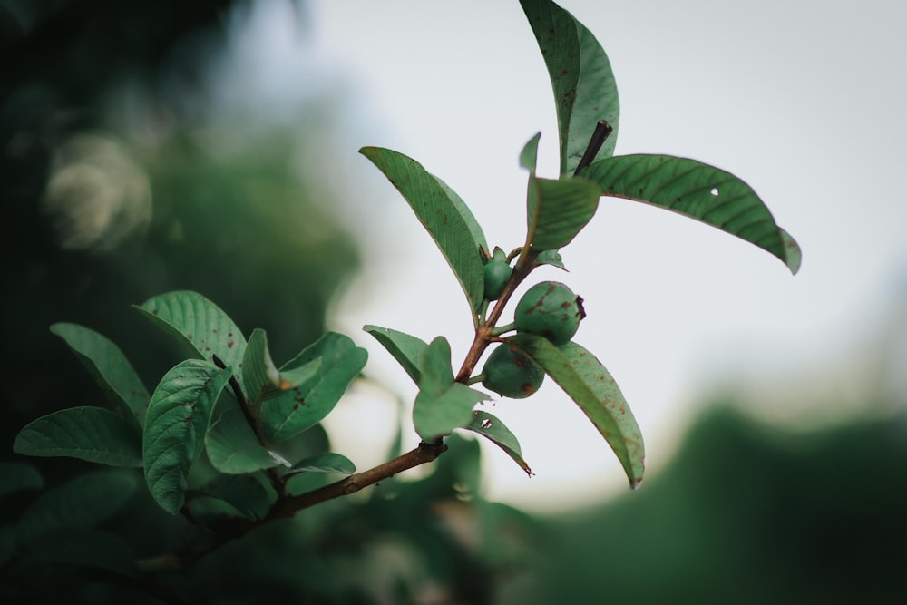 a close-up of a plant