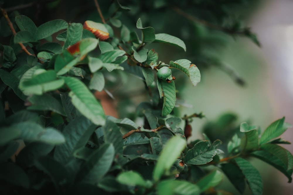 a green plant with leaves