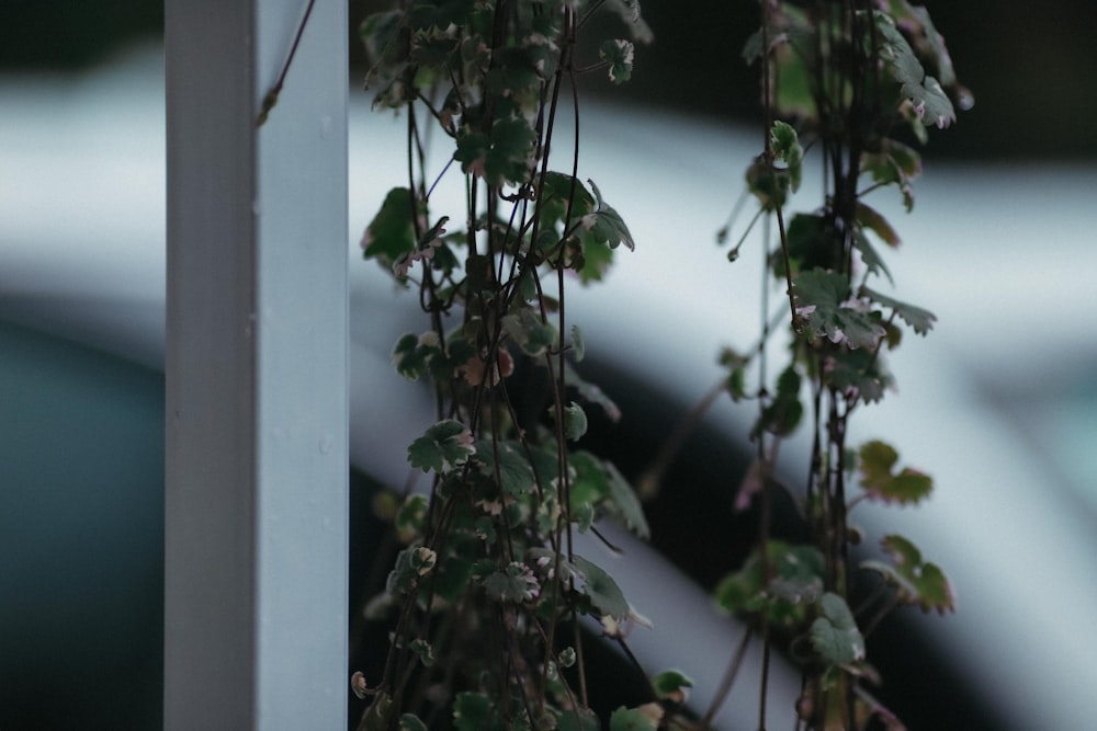 a plant with leaves