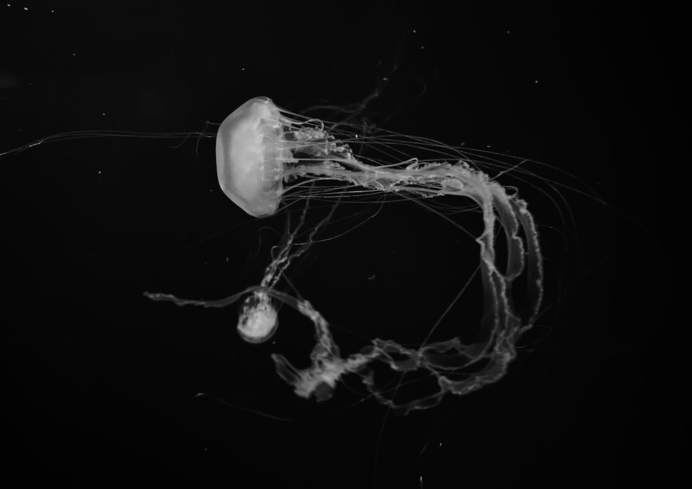 a jellyfish in the water