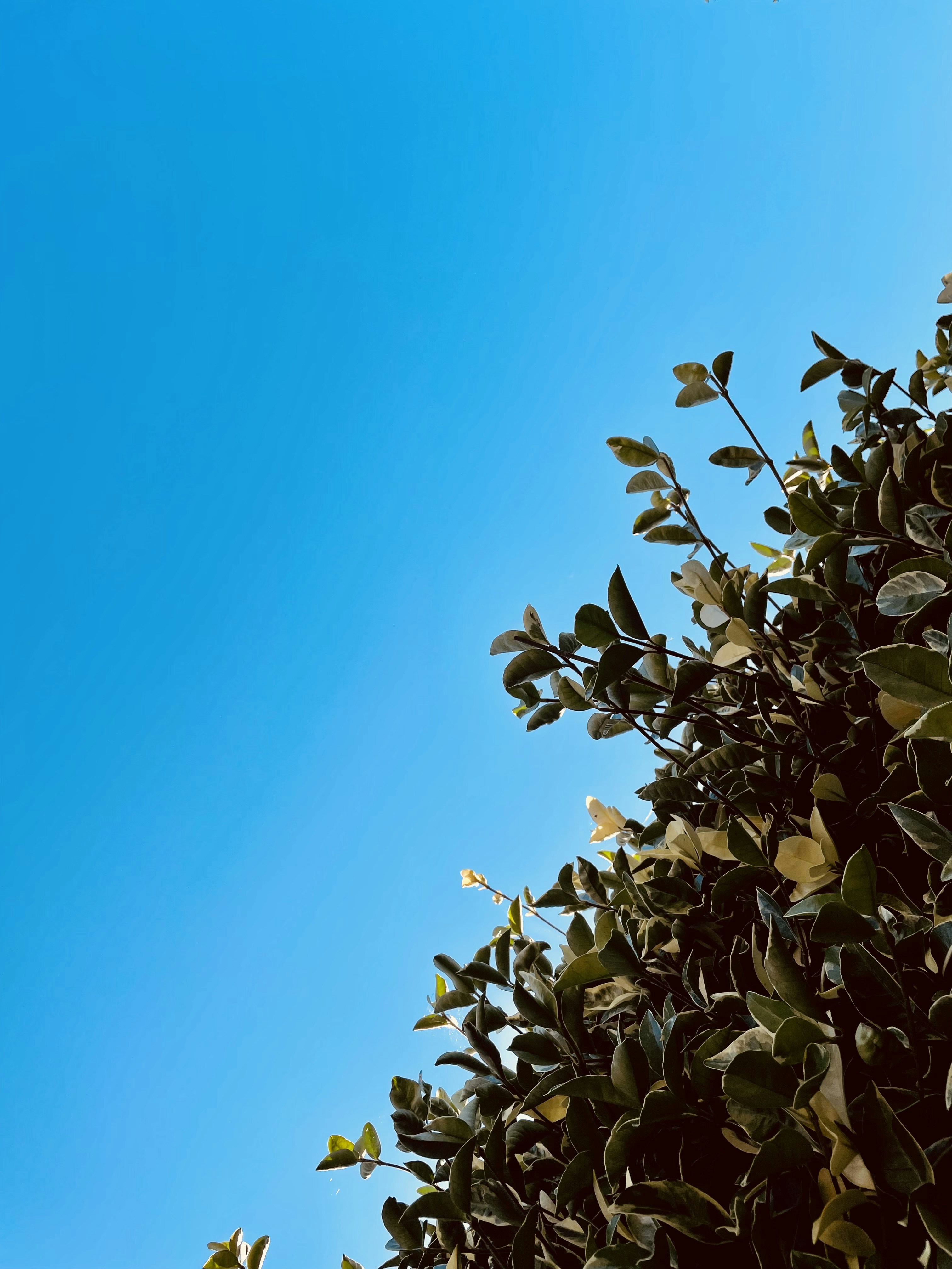 A tree with leaves photo – Free Blue Image on Unsplash