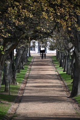 a path with trees on either side