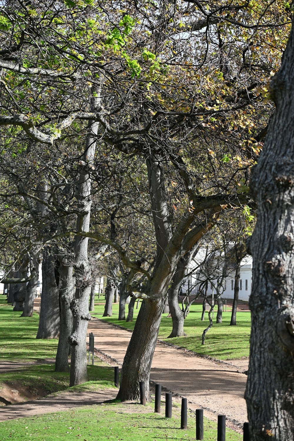 a path through a park