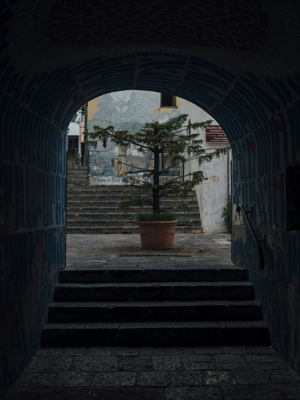 a tree in a doorway