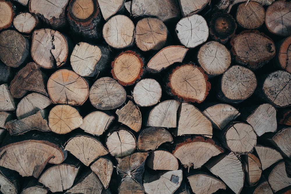 a group of cut logs