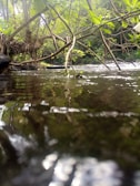 A tranquil image of a flowing stream surrounded by greenery.