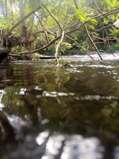 A tranquil nature scene with gentle flowing water and lush greenery.