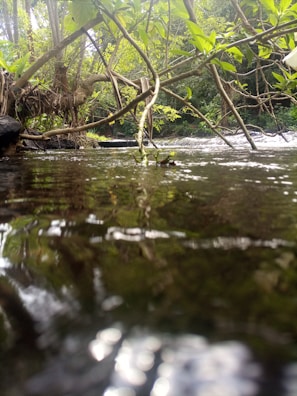 A tranquil image of a flowing stream surrounded by greenery.