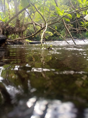 A tranquil nature scene with gentle flowing water and lush greenery.