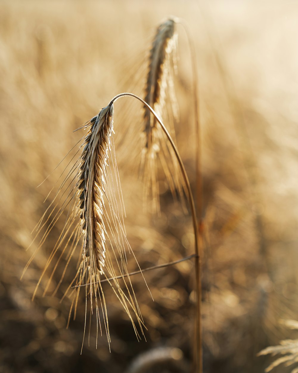 close up of a wheat