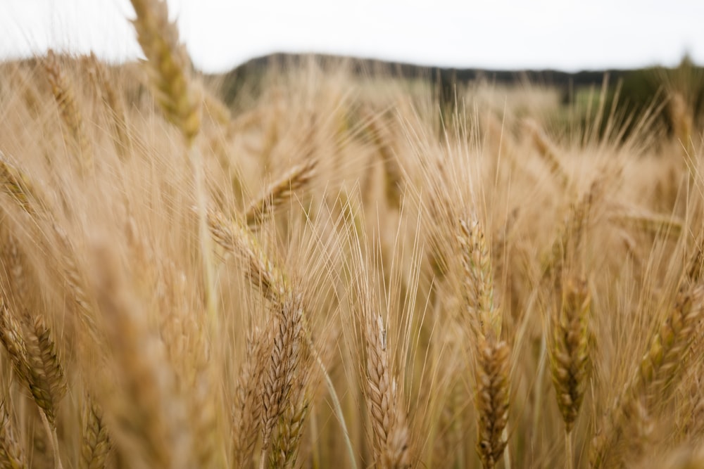 a field of wheat