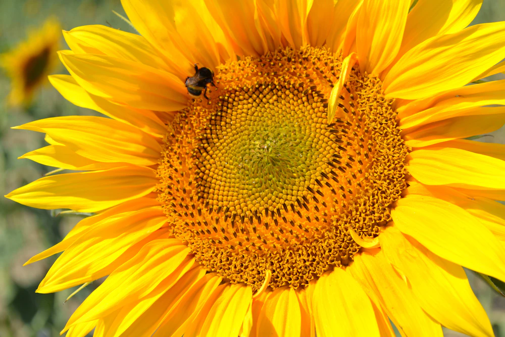 Bee gathering nectar from a yellow blossom