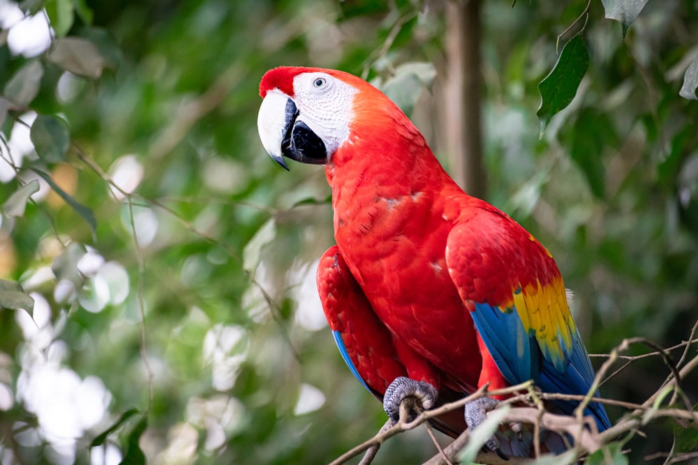 a couple of parrots on a tree branch