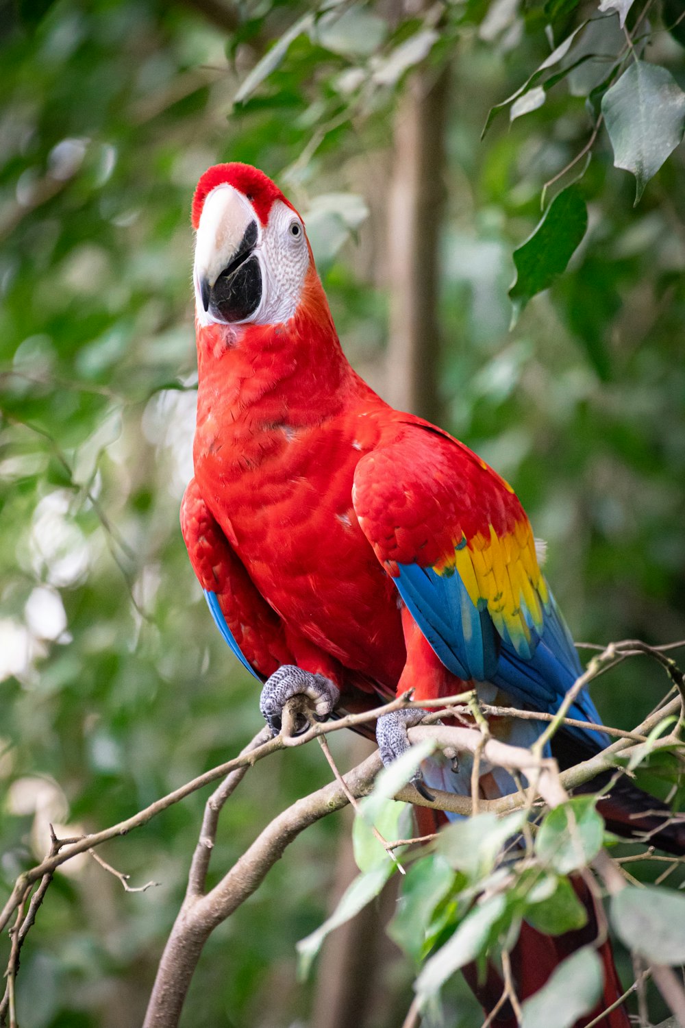 a colorful bird on a tree branch