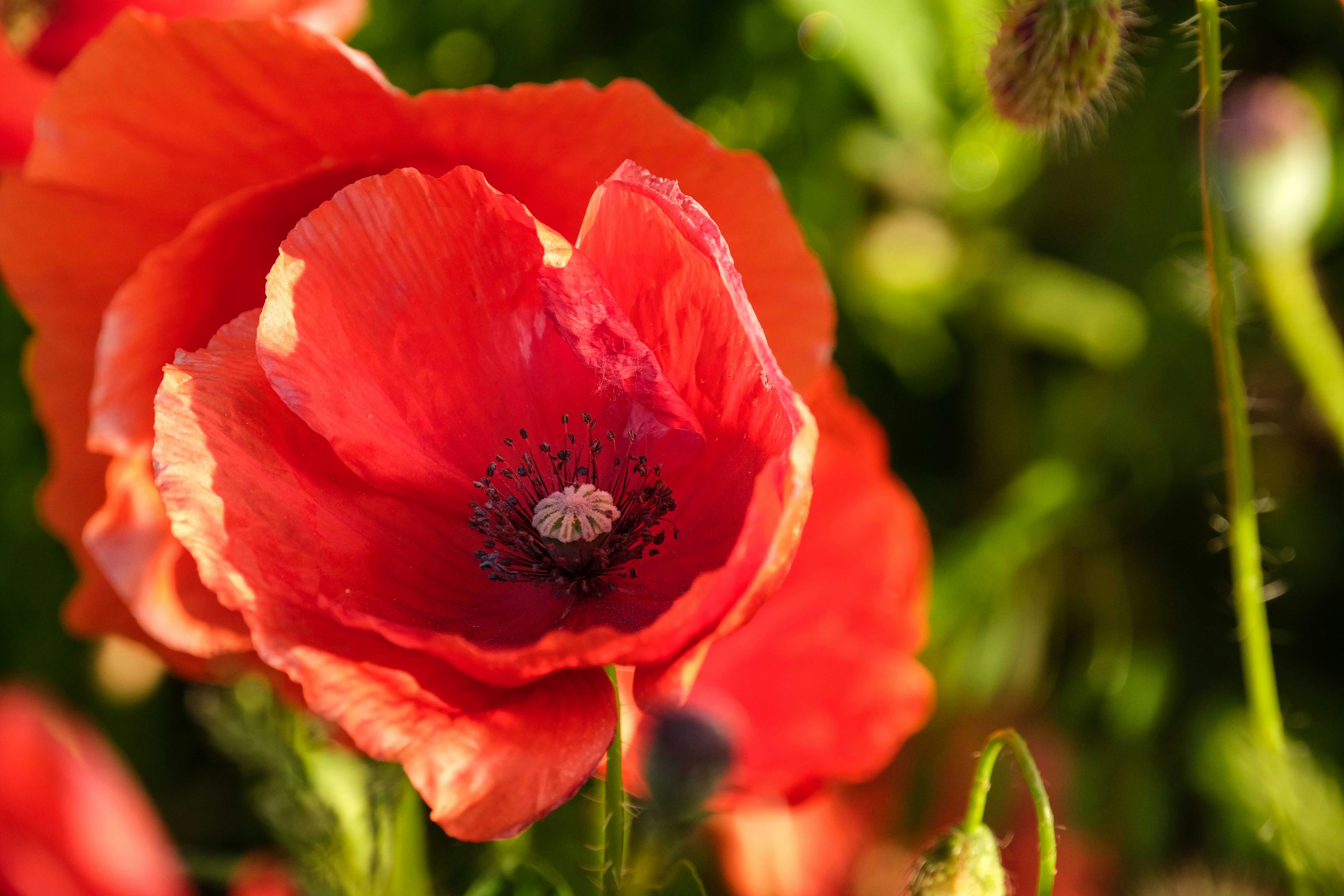 Photo by francesco_ungaro